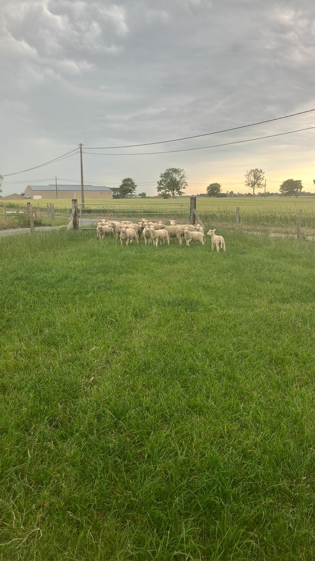 Ile de france lammeren, Dieren en Toebehoren