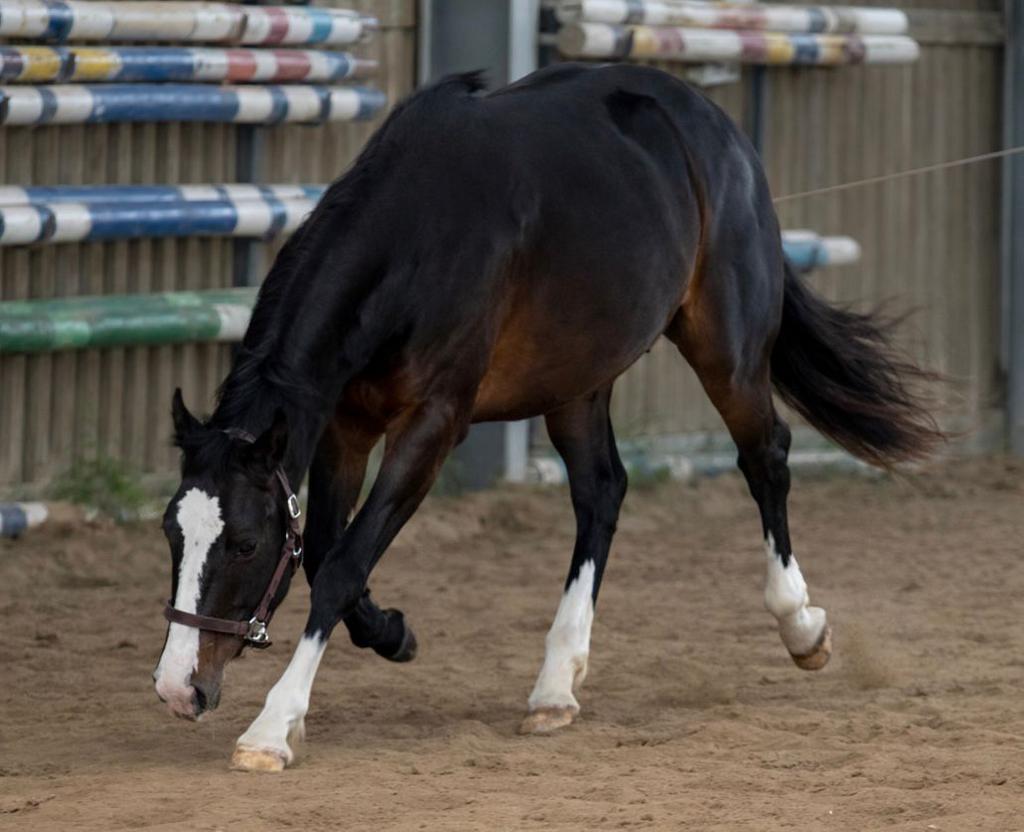 Jonge apha met veel kwaliteit voor de sport., Dieren en Toebehoren, Paarden, Minder dan 160 cm, Met stamboom, 0 tot 2 jaar, Hengst