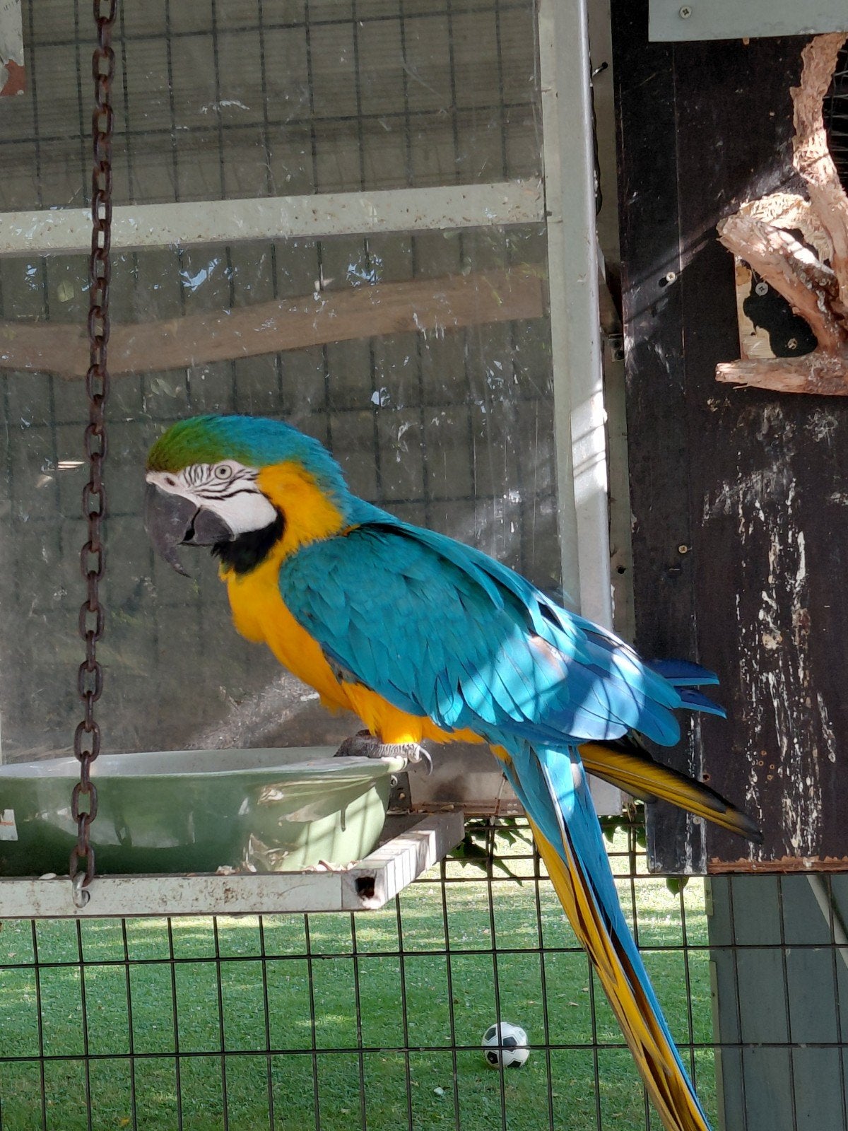 Éleveur d'Ara