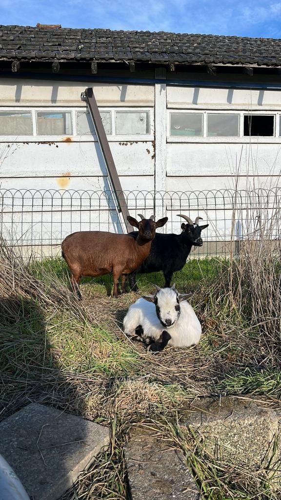 2 geiten miekes en bok te koop