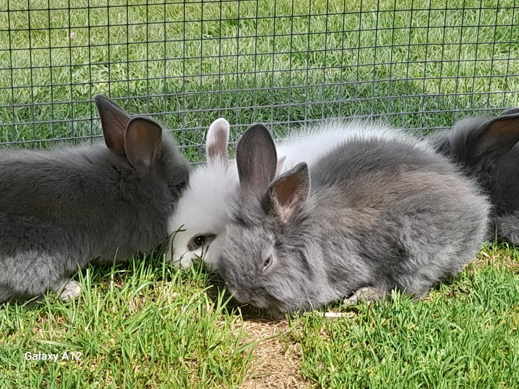 Verschillende nestjes Dwergkonijnen, Meerdere dieren, Middelgroot, 0 tot 2 jaar