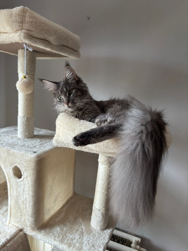maine coon kitten 6 maanden (zonder stamboom), Poes, Gechipt, 0 tot 2 jaar