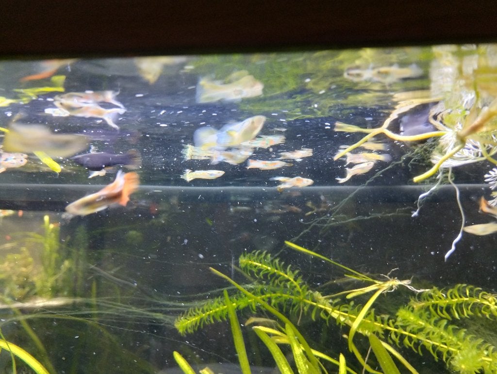 Volledig visbestand, Dieren en Toebehoren