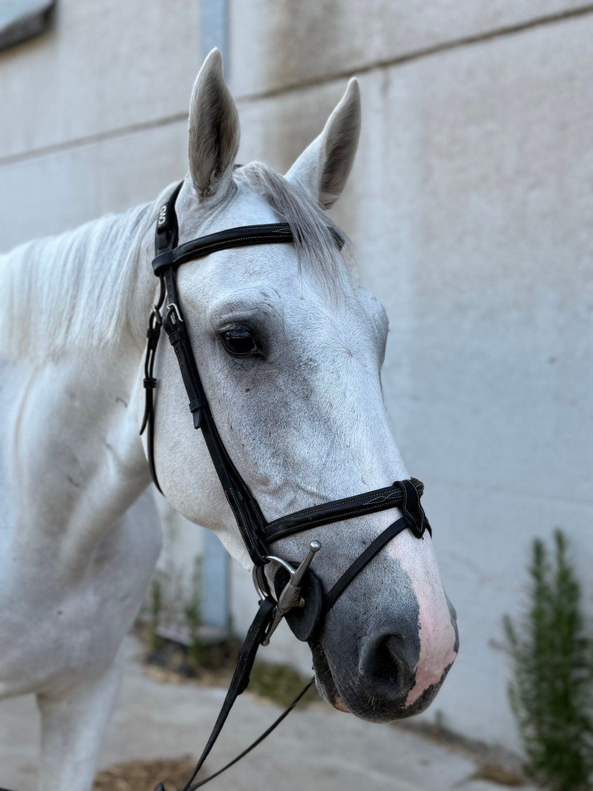 Coco White Z, Springpaard, Ruin, 3 tot 6 jaar, 165 tot 170 cm