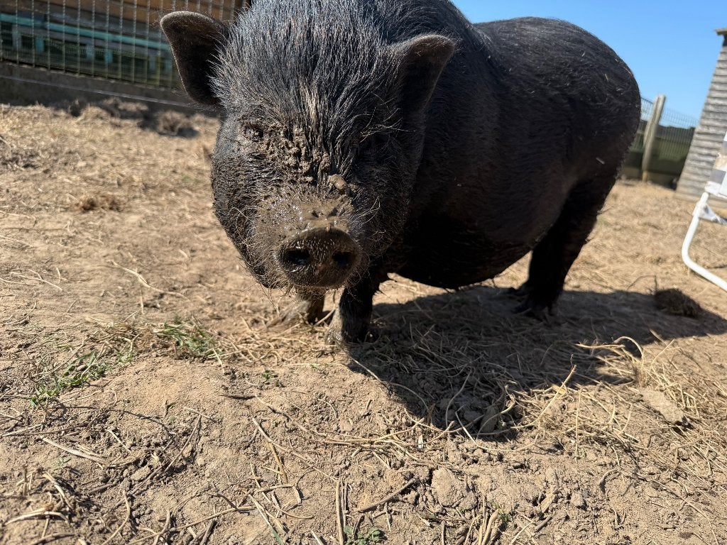 4 varkentjes zoeken nieuwe thuis, Dieren en Toebehoren, Meerdere dieren, Varken, 0 tot 2 jaar