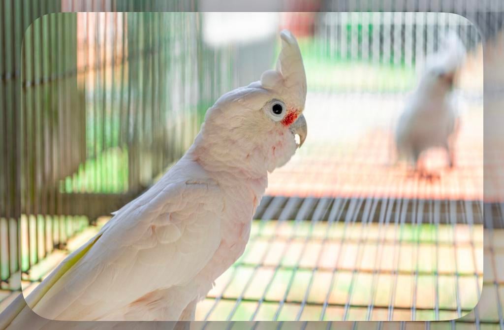 Gezocht: vrouwlijke Goffini Kaketoe, Dieren en Toebehoren, Vrouwelijk, Papegaai, Geringd