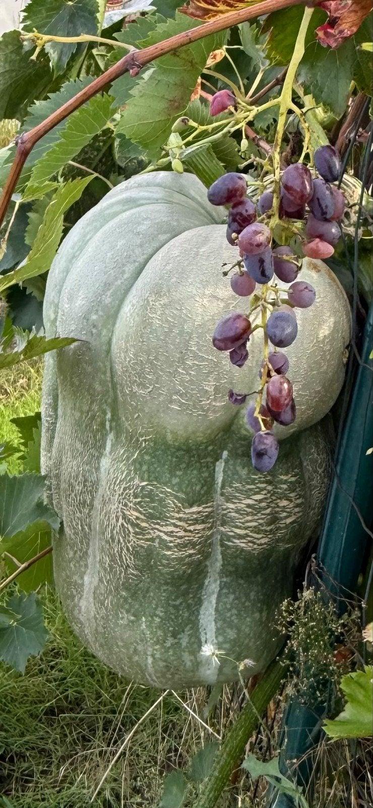 Des citrouilles saines et plus encore, Jardin & Terrasse, Enlèvement