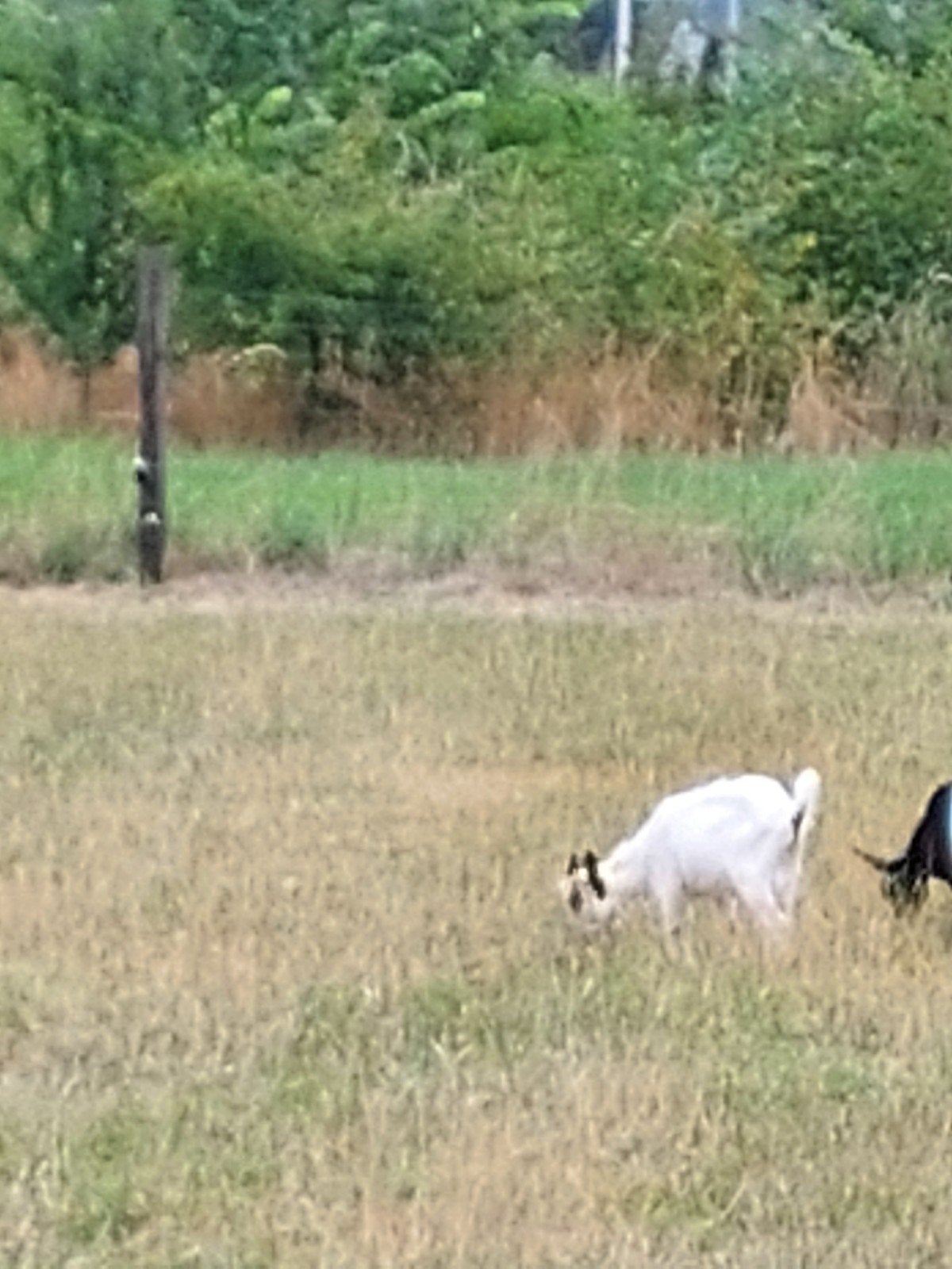 3 bokjes