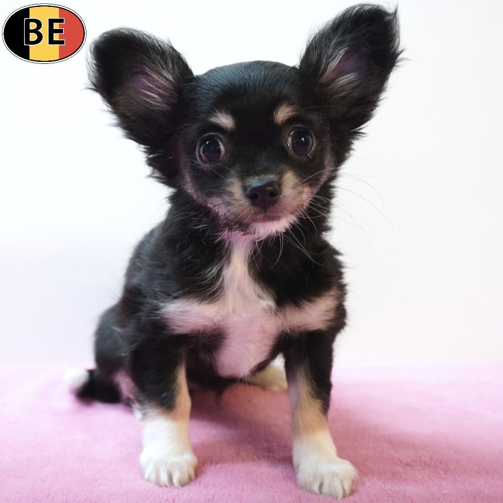 Chihuahua - chiots à poil long à vendre (belges), Commerçant, 8 à 15 semaines, Plusieurs, Chihuahua