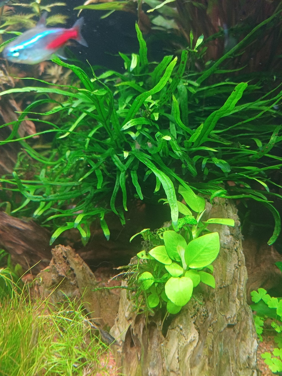 Microsorum pteropus 'Trident' (Javavaren 'Trident'),, Dieren en Toebehoren, Ophalen, Plant(en), Steen of Hout