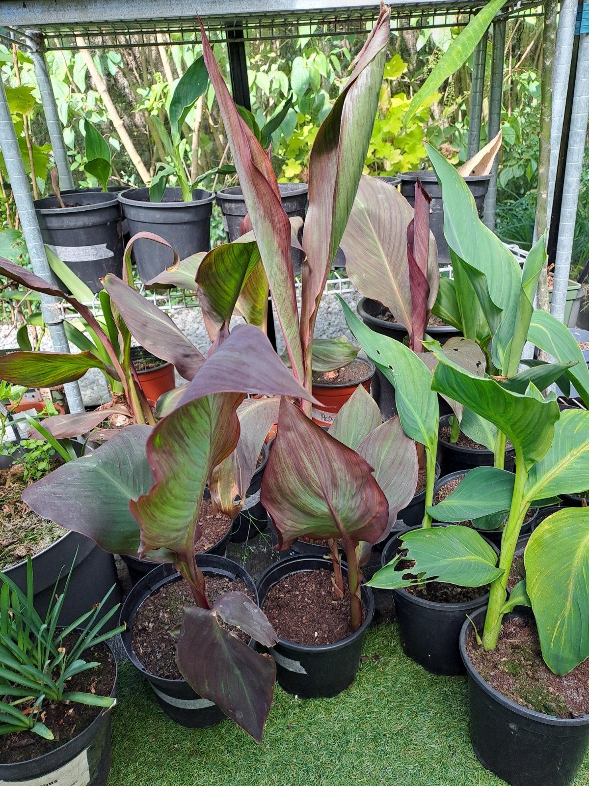 Canna Duban en canna vanille cream, Jardin & Terrasse, Enlèvement ou Envoi