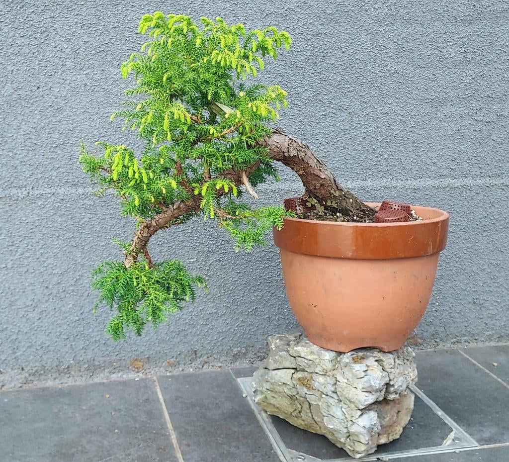 Cryptomeria japonica bonsai, Tuin en Terras, Planten | Bomen, Ophalen of Verzenden, In pot