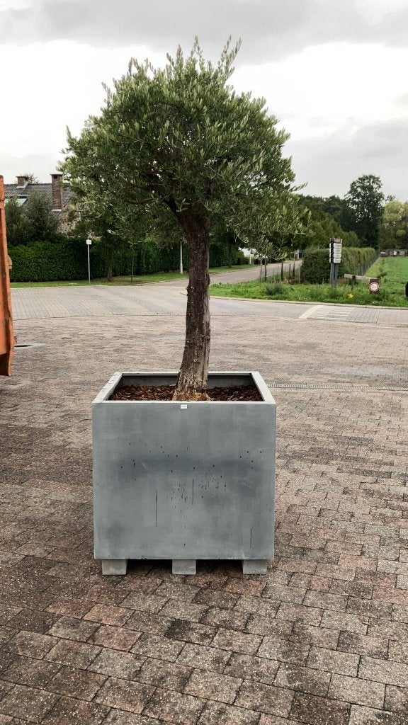 olijf in pot, Jardin & Terrasse, En pot, 100 à 250 cm, Plein soleil, Été
