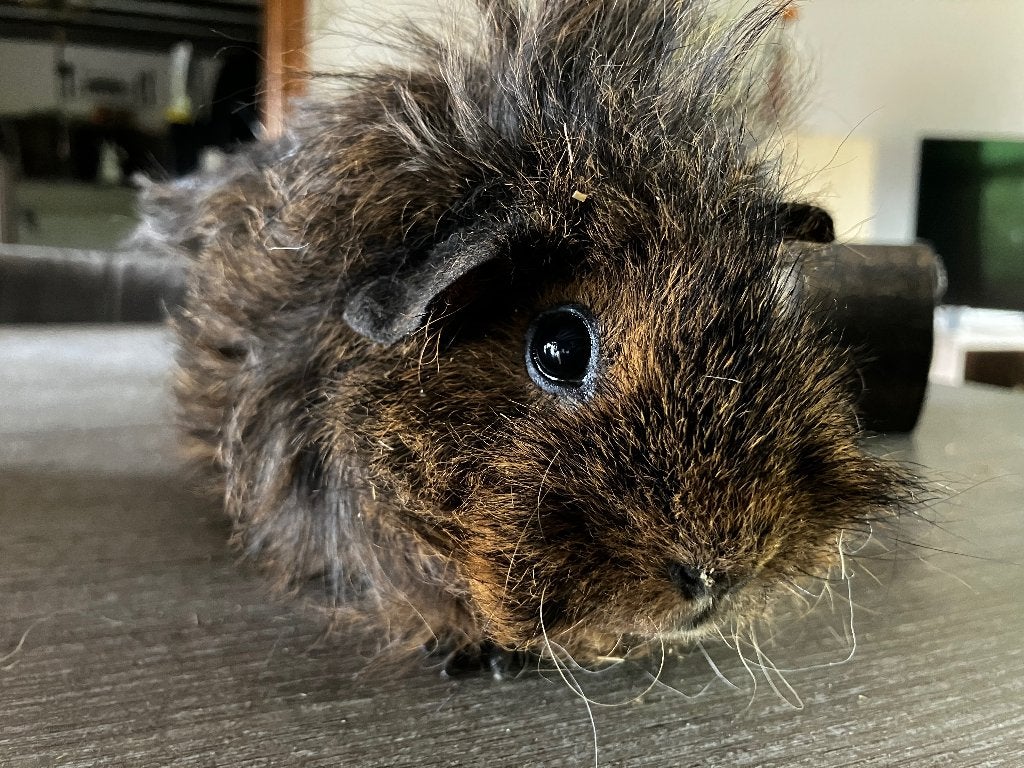 Cavia zeugje, Dieren en Toebehoren, Knaagdieren, Maart, Vrouwelijk, Cavia