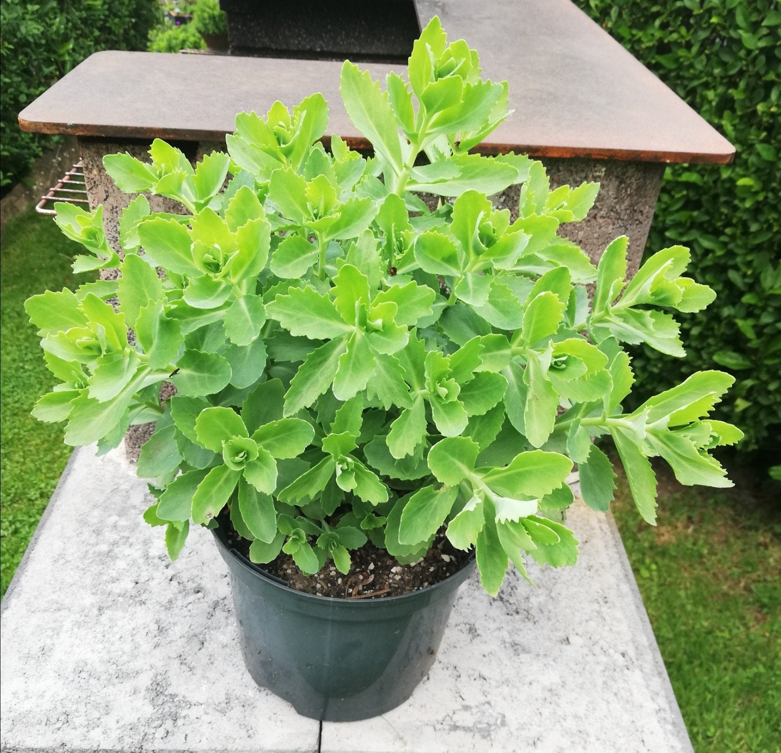 Sedum spectabile rose ruilen of verkopen, Ophalen, Zomer, Vaste plant, Volle zon