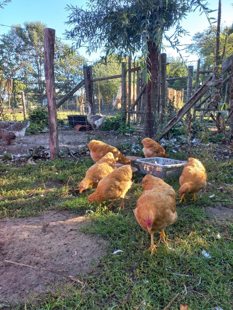 wyandotte hanen 2x, Mâle, Poule ou poulet