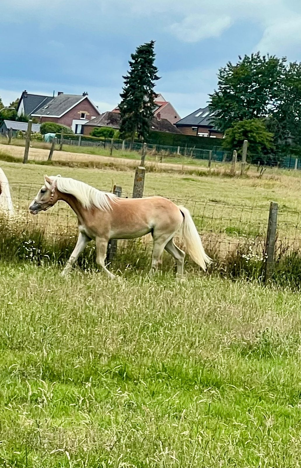 Haflinger jaarlingmerrie, Animaux & Accessoires, Chevaux