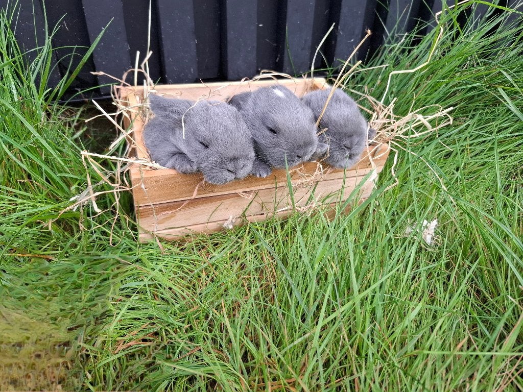 Nederlandse hangoordwerg, Dieren en Toebehoren, Konijnen, Meerdere dieren, Dwerg, Hangoor, 0 tot 2 jaar