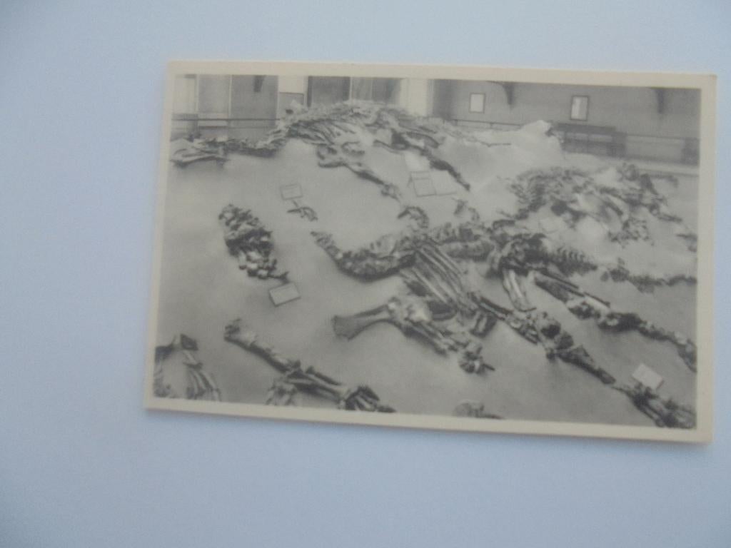 brussel historisch  museum-geraante van igunodon, Envoi, 1940 à 1960, Non affranchie, Autres thèmes