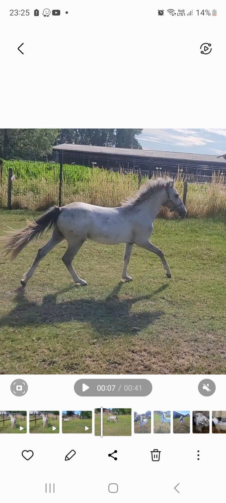 2 jarige Brp pony, Dieren en Toebehoren, Pony's, Met stamboom, B, Ruin, Springpony