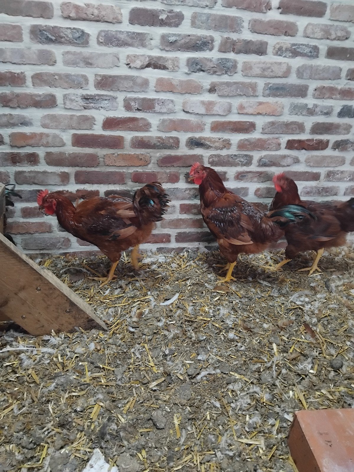 Vleeskippen, Ophalen