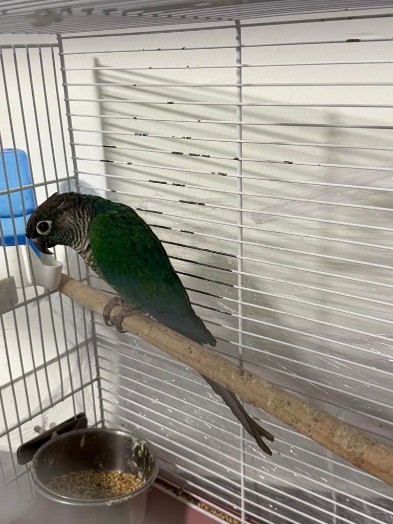 conure a vendre, Ophalen