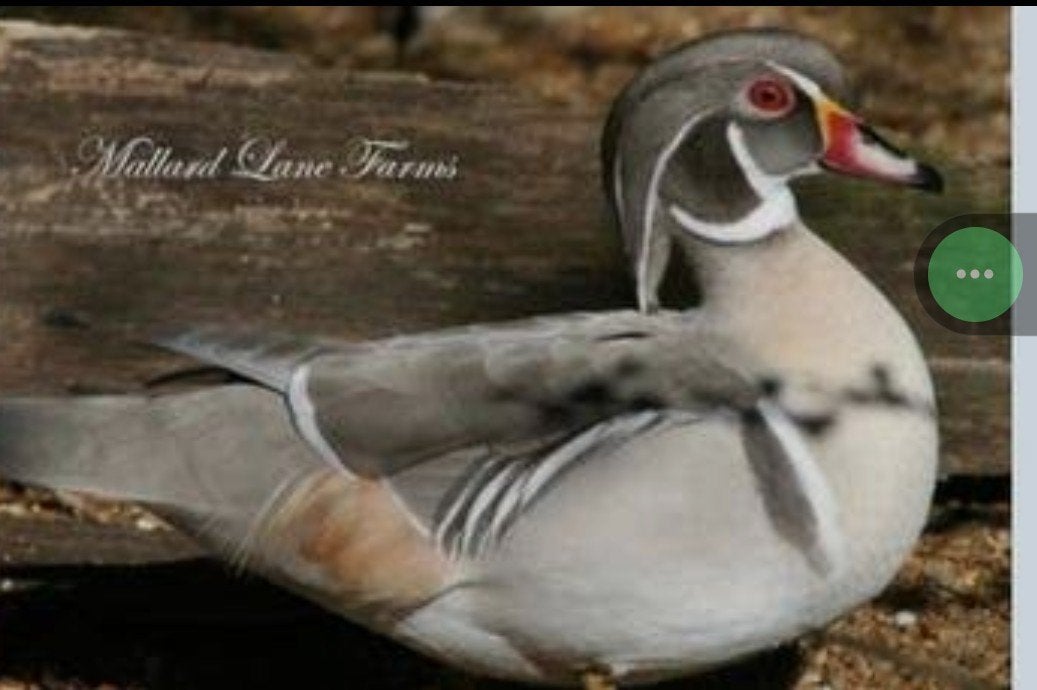 Zilver carolinas, Animaux & Accessoires, Volatiles, Canard
