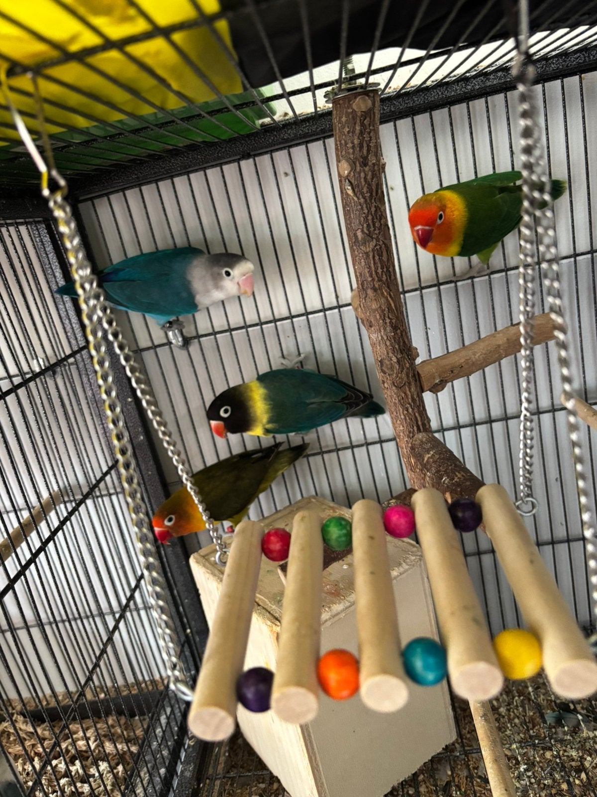 Oiseau inséparable, Animaux & Accessoires, Oiseaux | Perruches & Perroquets