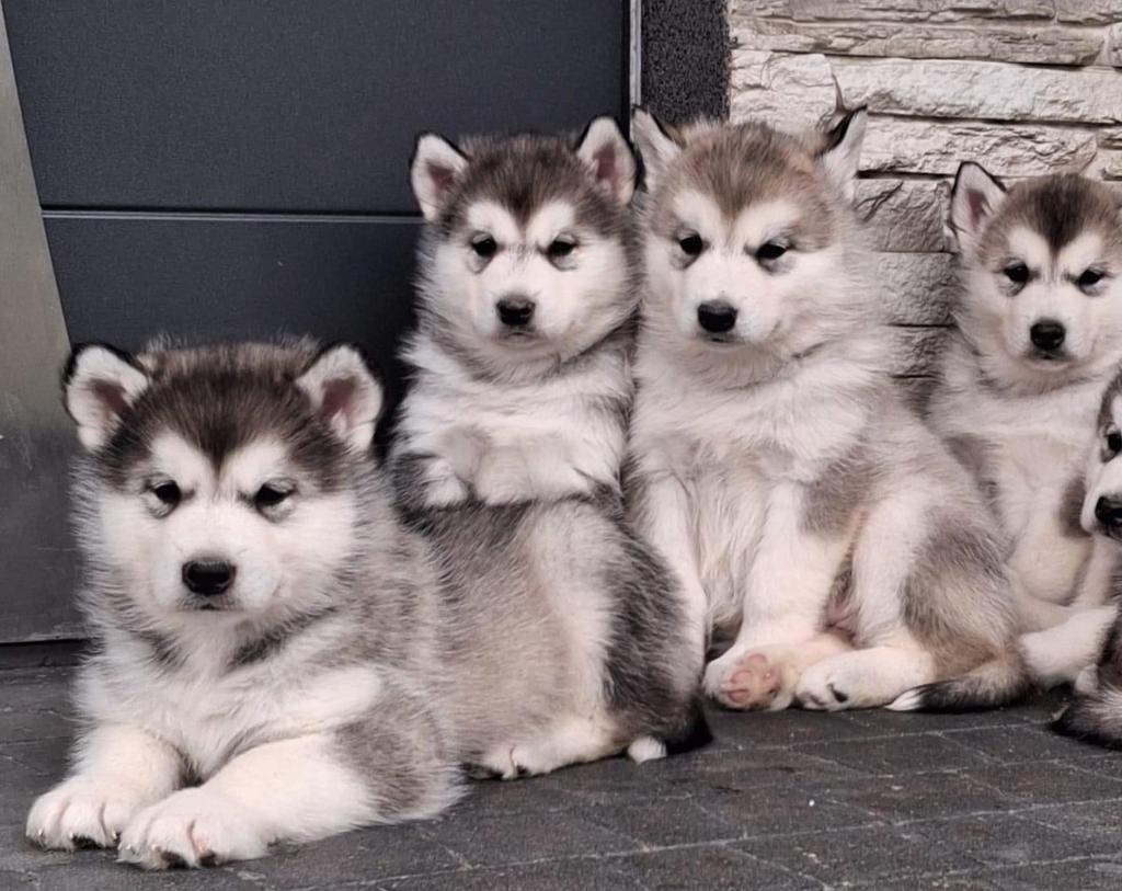 Alaska Malamute pups, Dieren en Toebehoren, 15 weken tot 1 jaar, Buitenland, Poolhond, Parvo