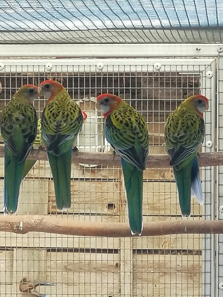 rosella, Meerdere dieren, Parkiet, Geringd