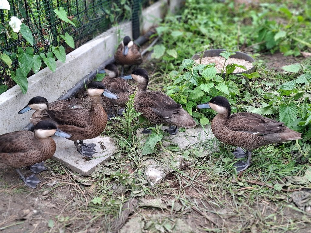 Langage des points, Plusieurs animaux, Canard
