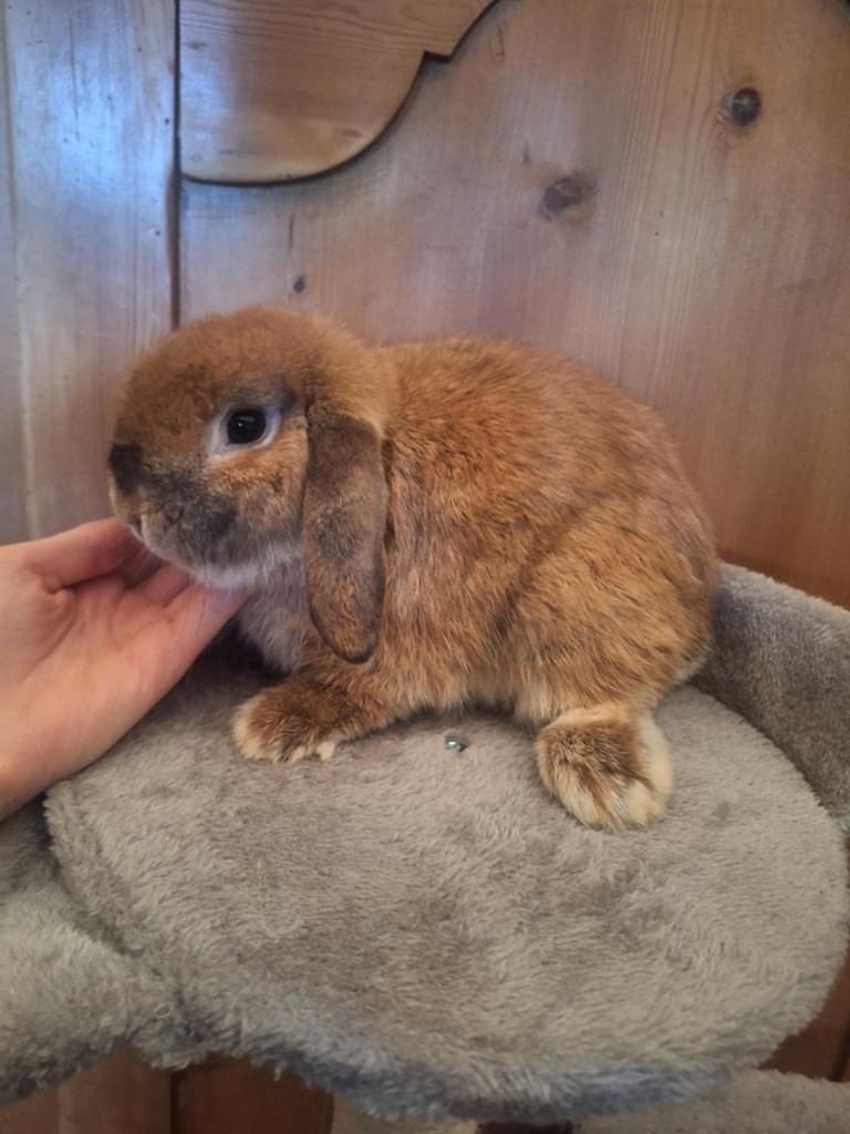 Minilop konijntjes. Jong en jongvolwassen, Nain, Oreilles tombantes