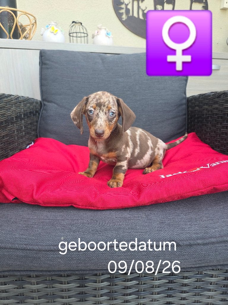 korthaar teckel pups, Dieren en Toebehoren, België, 8 tot 15 weken, Korthaar, Dwerg