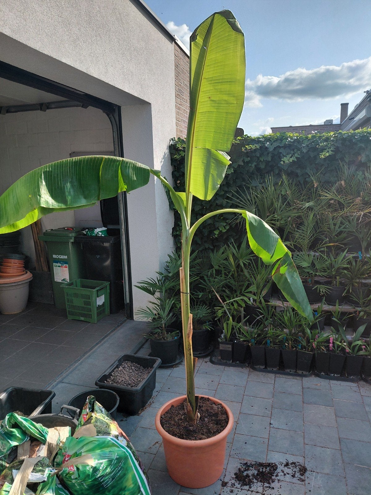 Musa Daijo, Tuin en Terras, Ophalen, Winter