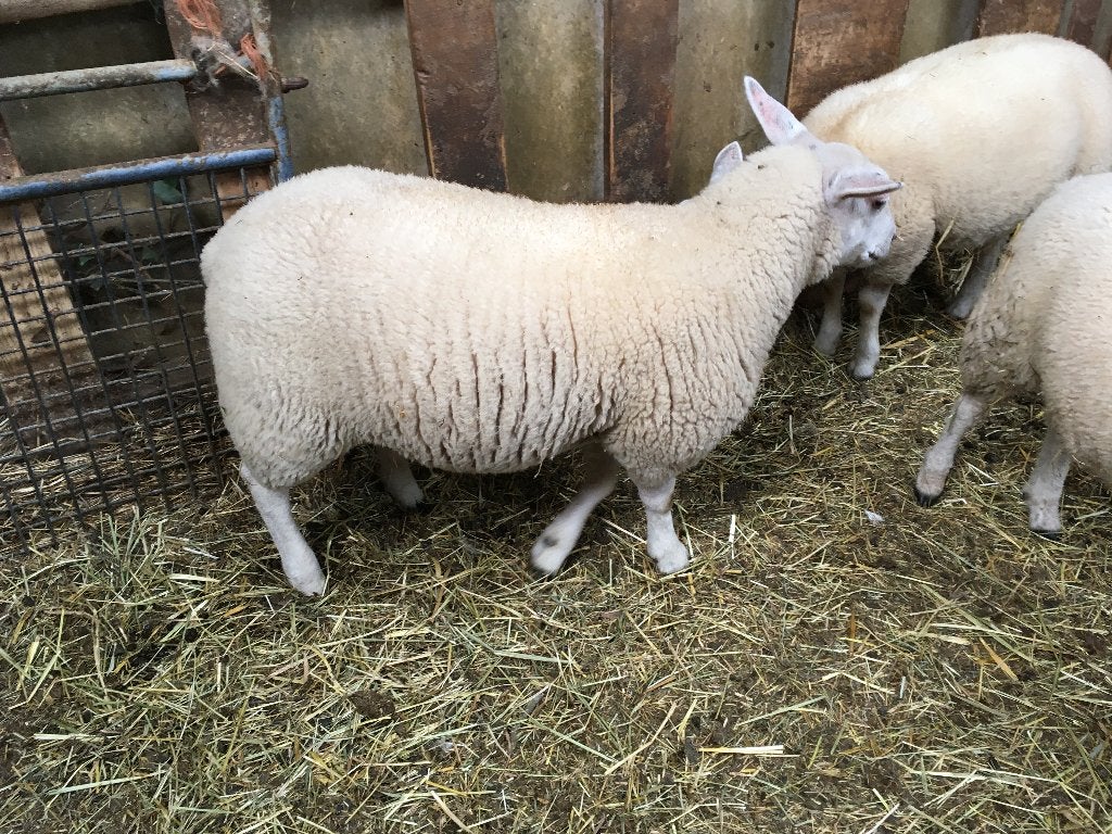 6 jonge ooien, Vrouwelijk, Schaap, 0 tot 2 jaar