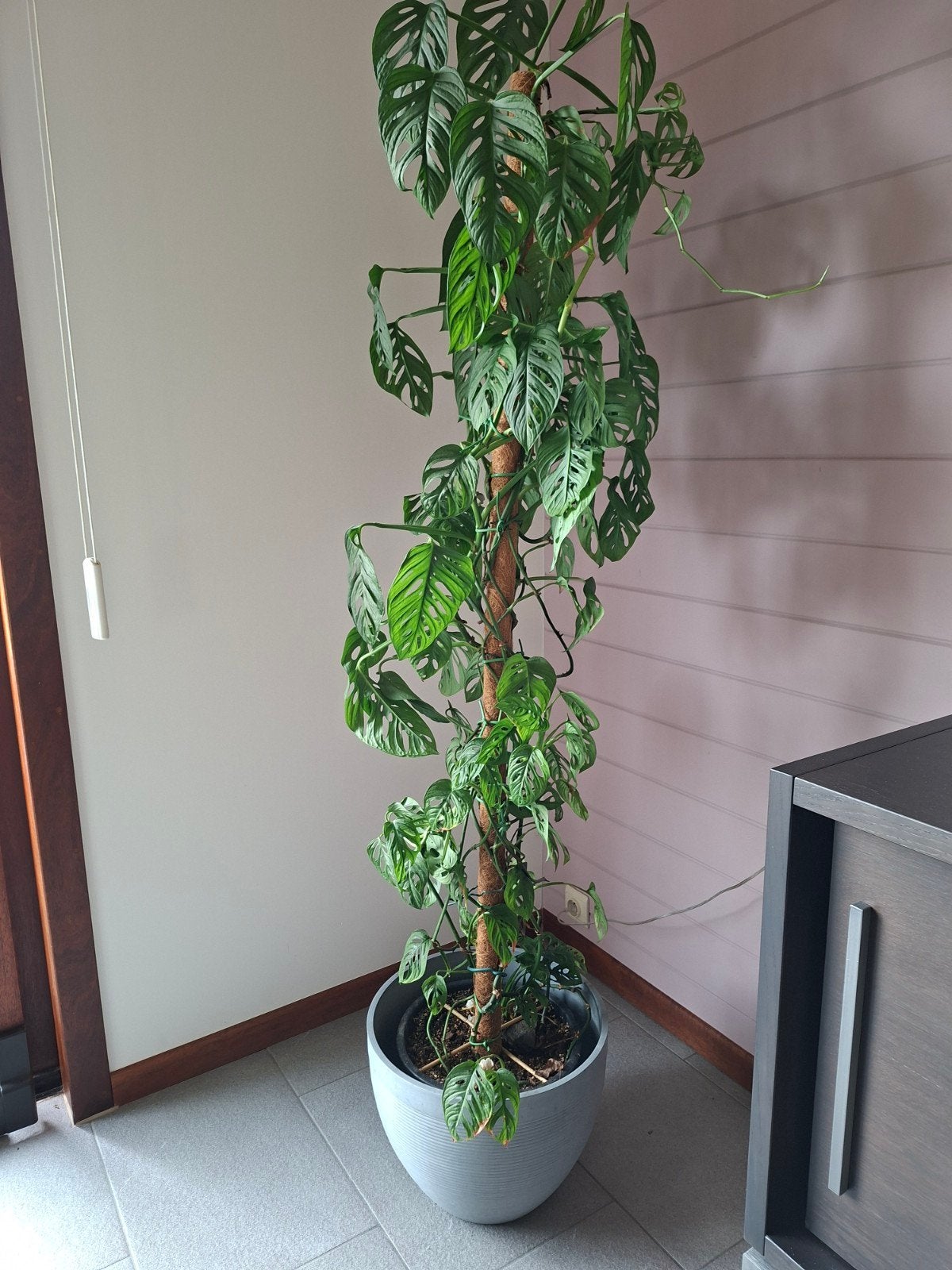 Briful Monstera, Enlèvement