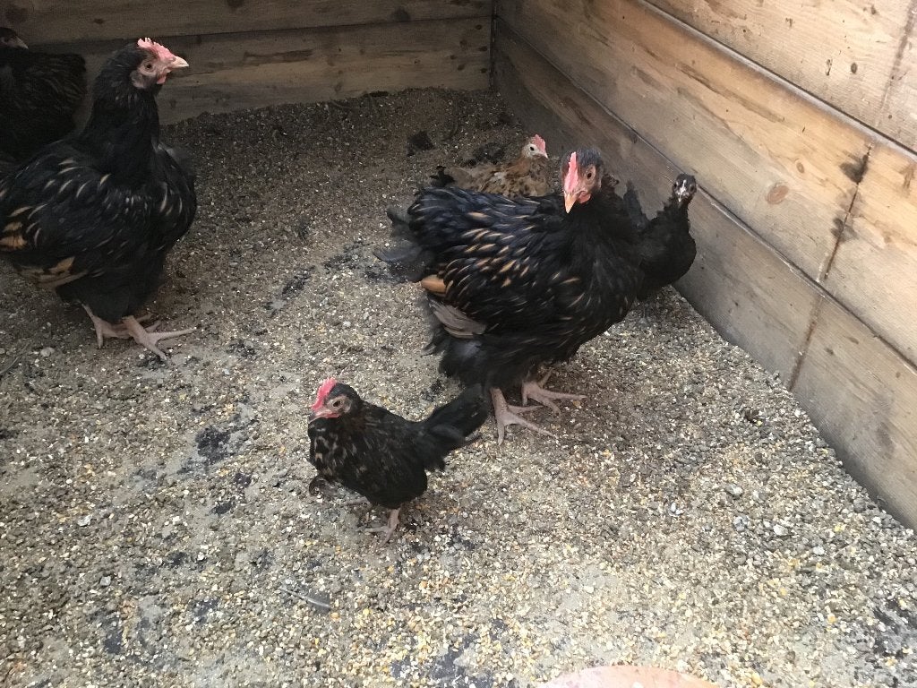 Orpington goud zwartgezoomd, Dieren en Toebehoren, Mannelijk, Kip