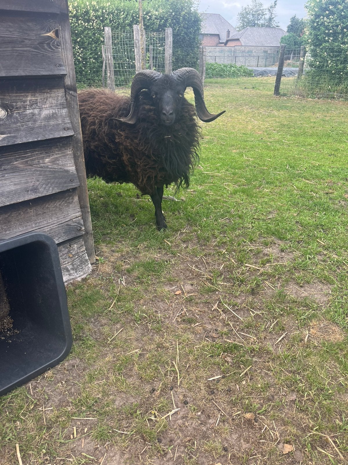 ouessant ram (zwart), Animaux & Accessoires, Mâle, Mouton, 0 à 2 ans