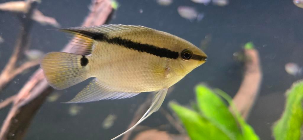 Mesonauta mirificus peru, Dieren en Toebehoren