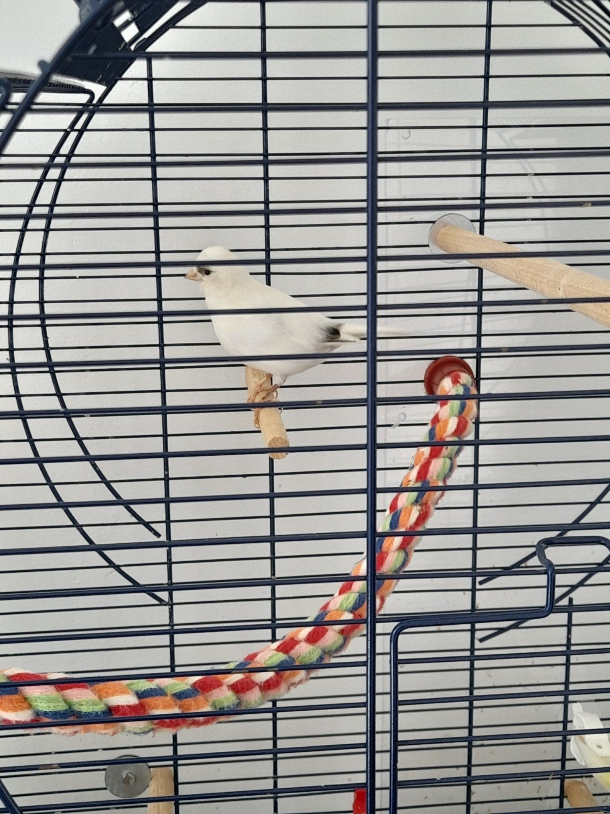 kanarie, Dieren en Toebehoren, Mannelijk, Zangkanarie