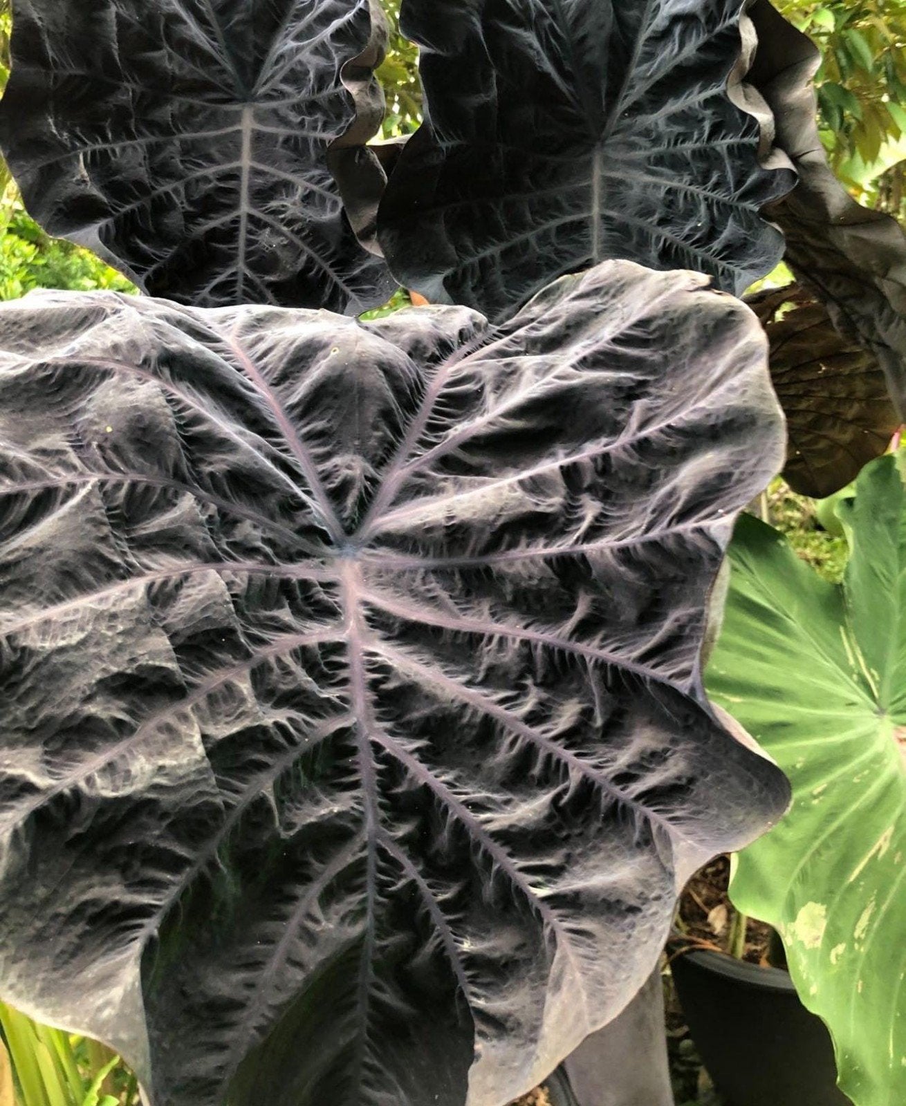 Gezocht colocasia phantom, Tuin en Terras, Ophalen