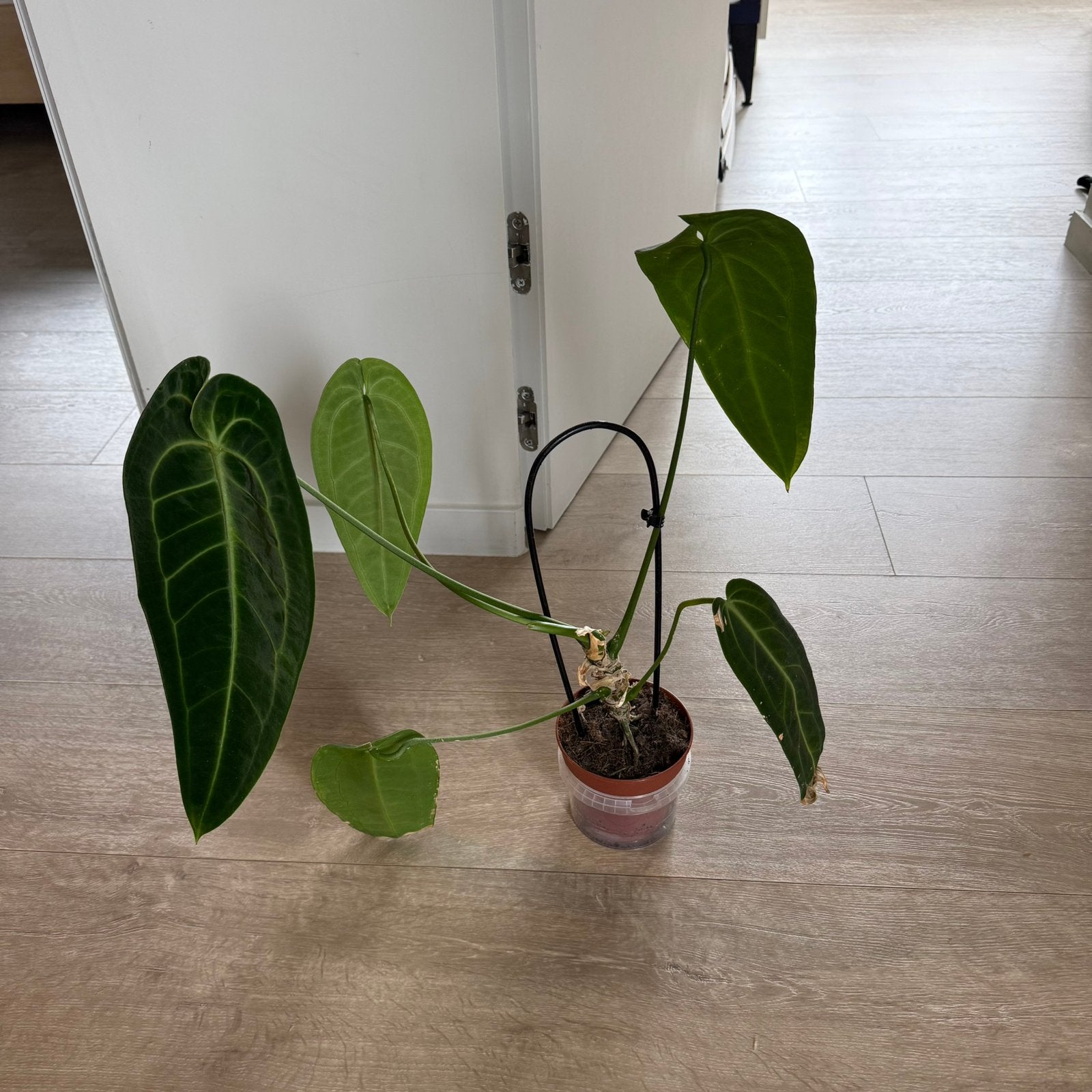 Anthurium Warocqueanum, Huis en Inrichting, Kamerplanten, Ophalen