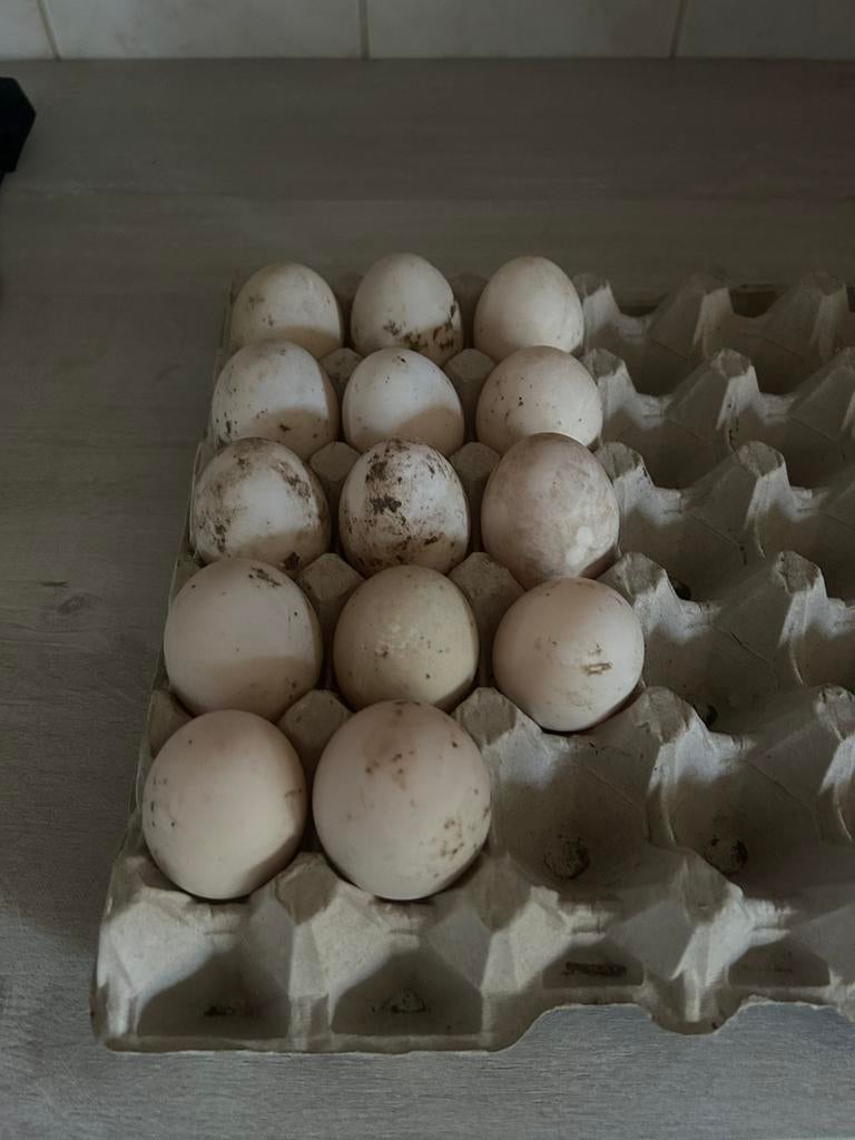 Broedeieren indische loopeend, Dieren en Toebehoren, Ophalen, Nieuw, Broedmachine
