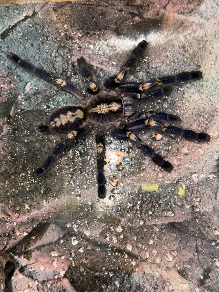 1.1 Poecilotheria metallica, Autres espèces, Avec terrarium, 3 à 6 ans