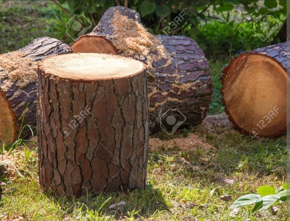 bois de pin, Enlèvement