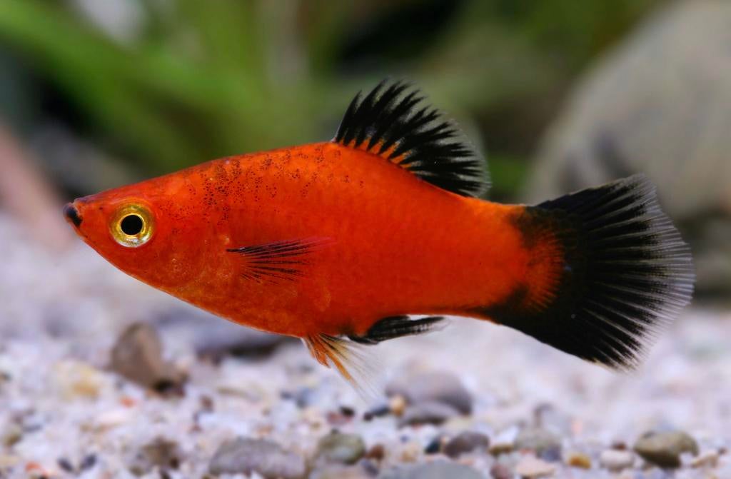 Red&Black Tuxedo Platy, Dieren en Toebehoren, Vissen | Aquariumvissen, Vis, Zoetwatervis, Schoolvis