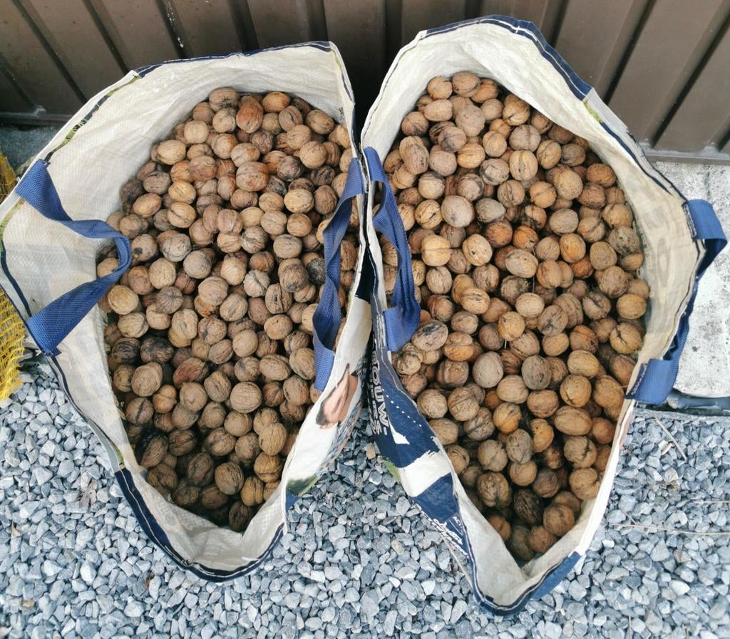 Noix fraîche de cette année sucré