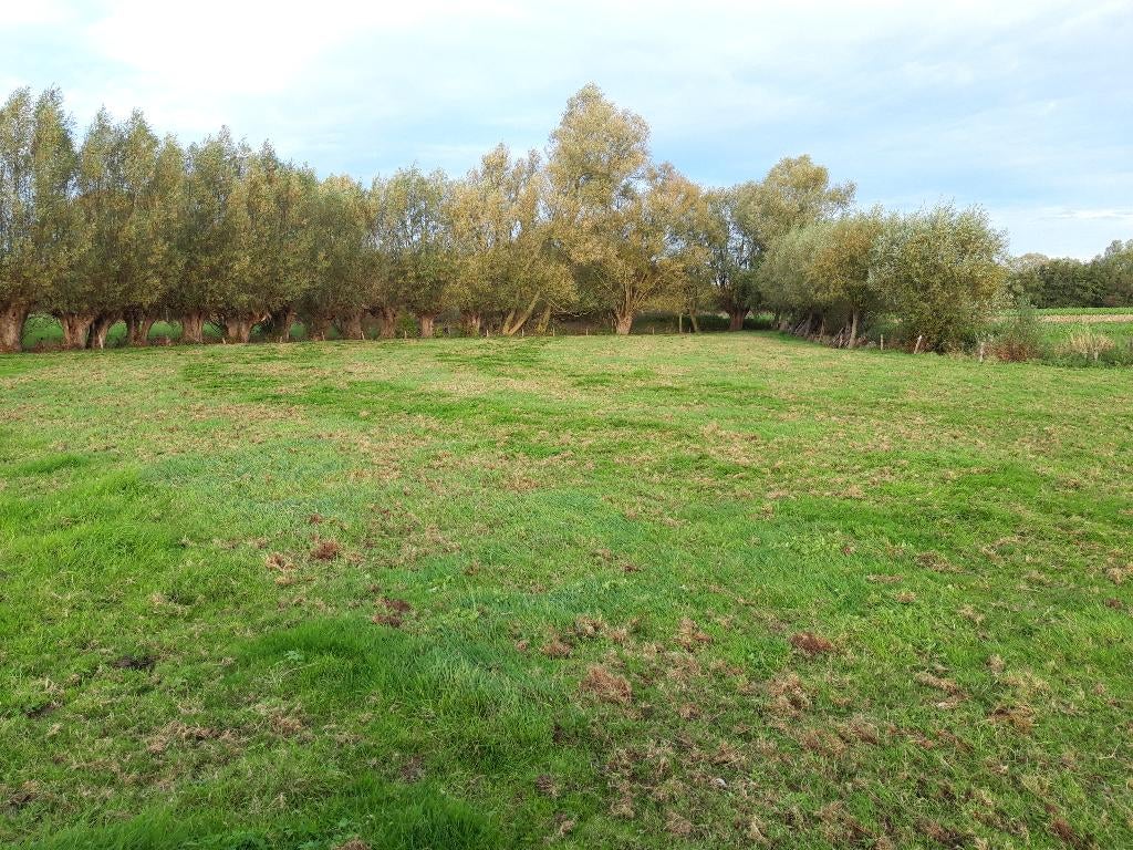Weide onderhoud - Weide slepen - strooien, Weidegang