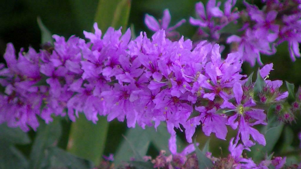 tuinonderhoud en kleine reparatiewerken, Entretien de jardins ou Taille