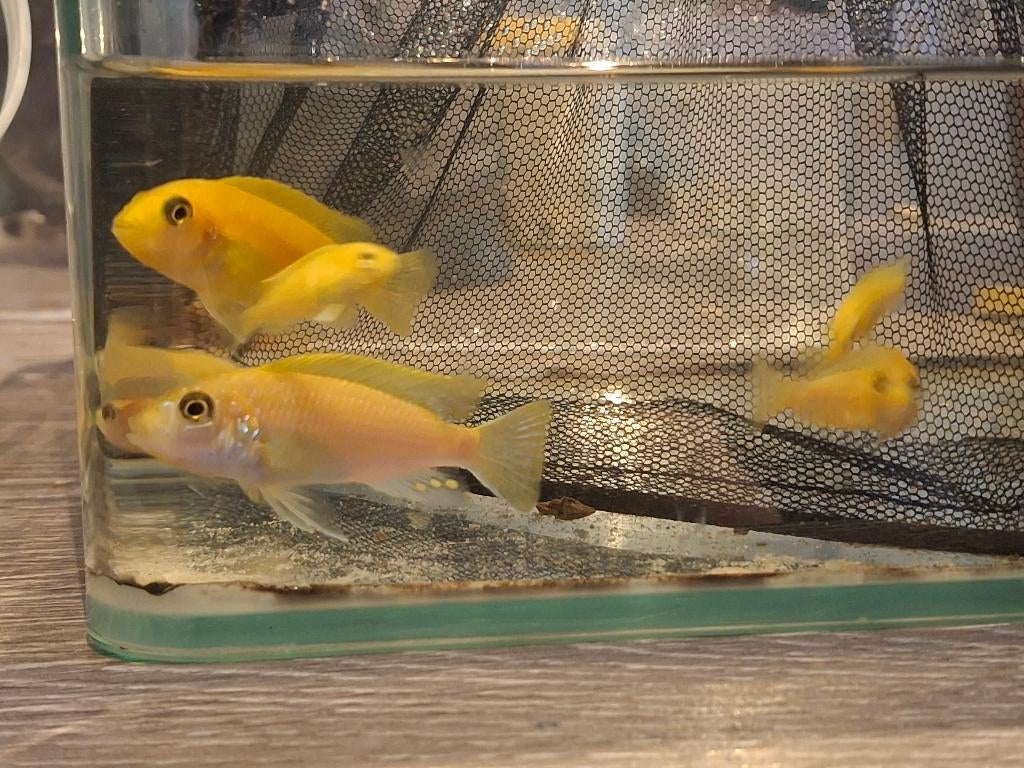 Malawi cichliden, Dieren en Toebehoren, Vissen | Aquariumvissen, Vis, Zoetwatervis